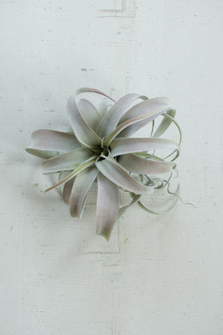 Extra Large Air Plant
